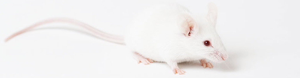 糖尿病マウスのイメージ